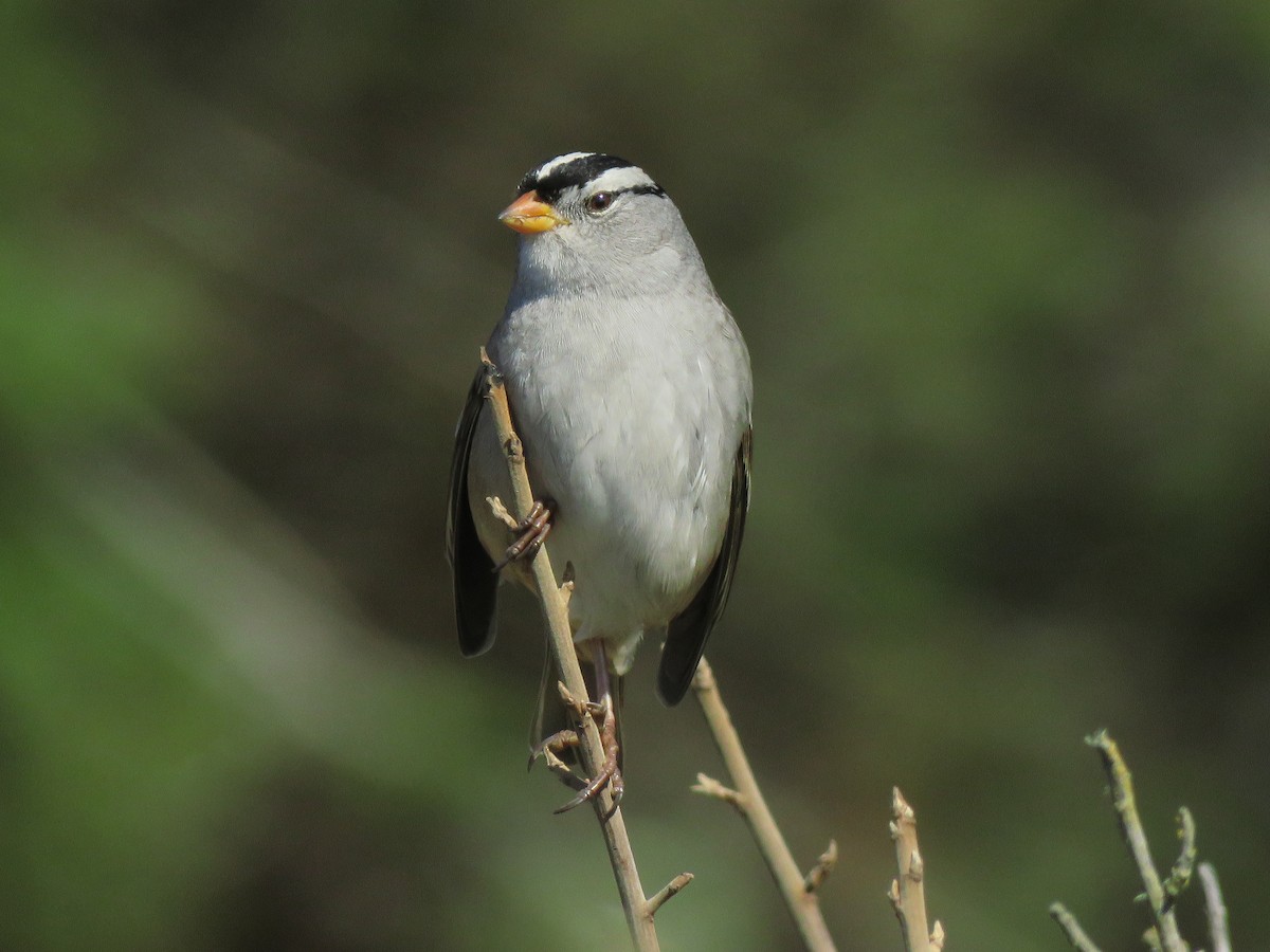 White-crowned Sparrow - ML267002881
