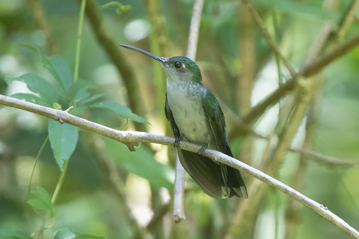 Gray-breasted Sabrewing - ML267003221