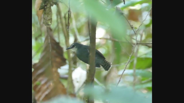 White-throated Antbird - ML267003281