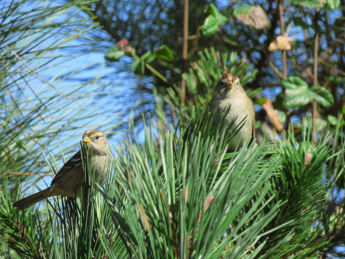 White-crowned Sparrow - ML267003951