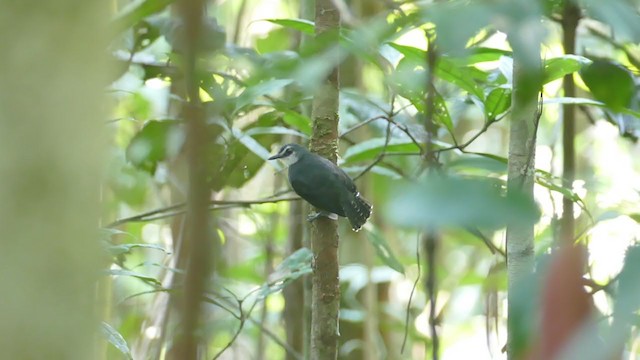 White-throated Antbird - ML267003991