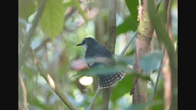 White-throated Antbird - ML267004391