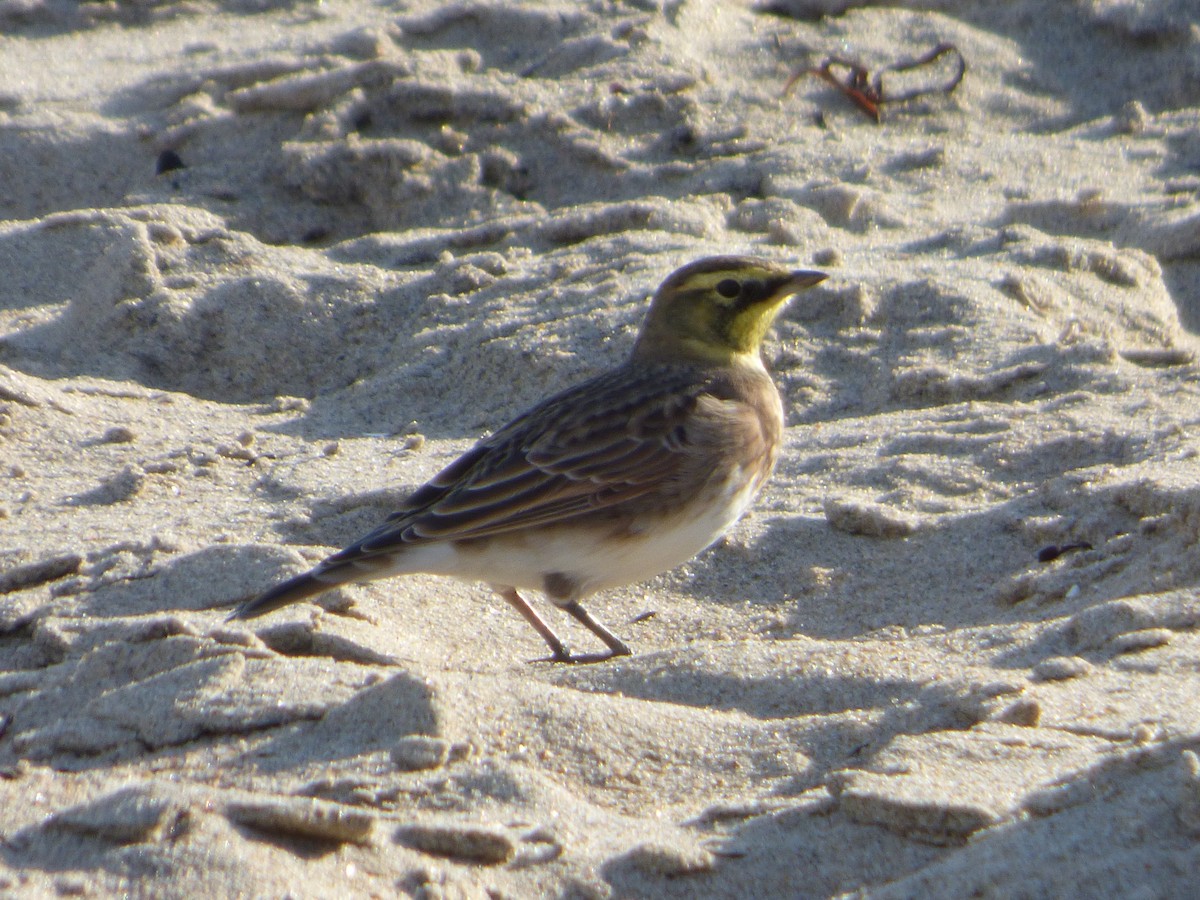 Horned Lark - ML267004891