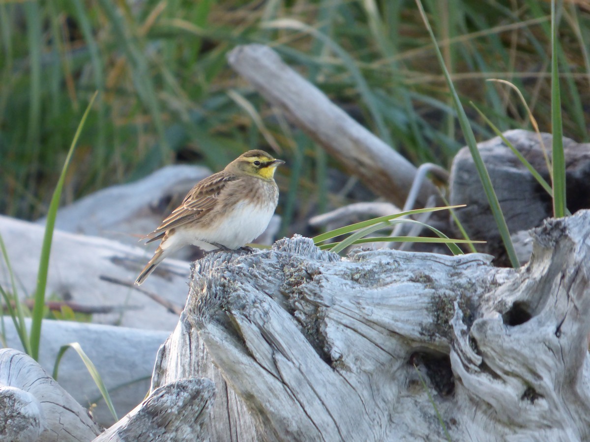 Horned Lark - ML267004981