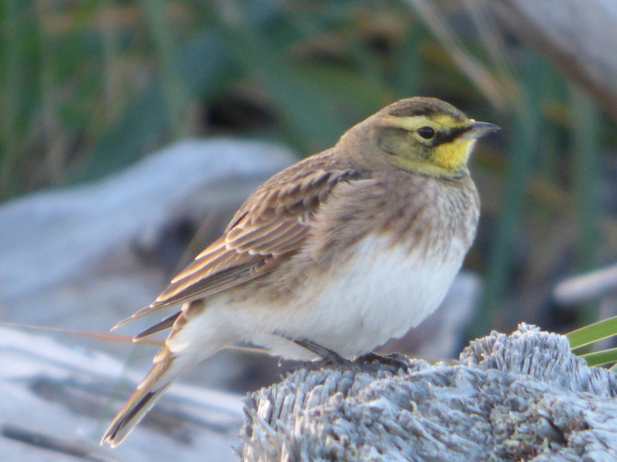 Horned Lark - ML267005131