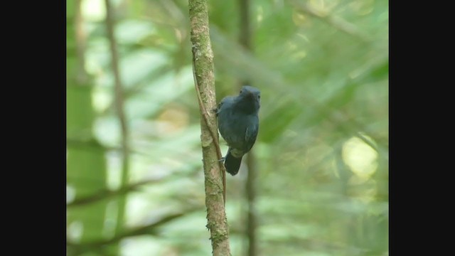 Saturnine Antshrike - ML267005211