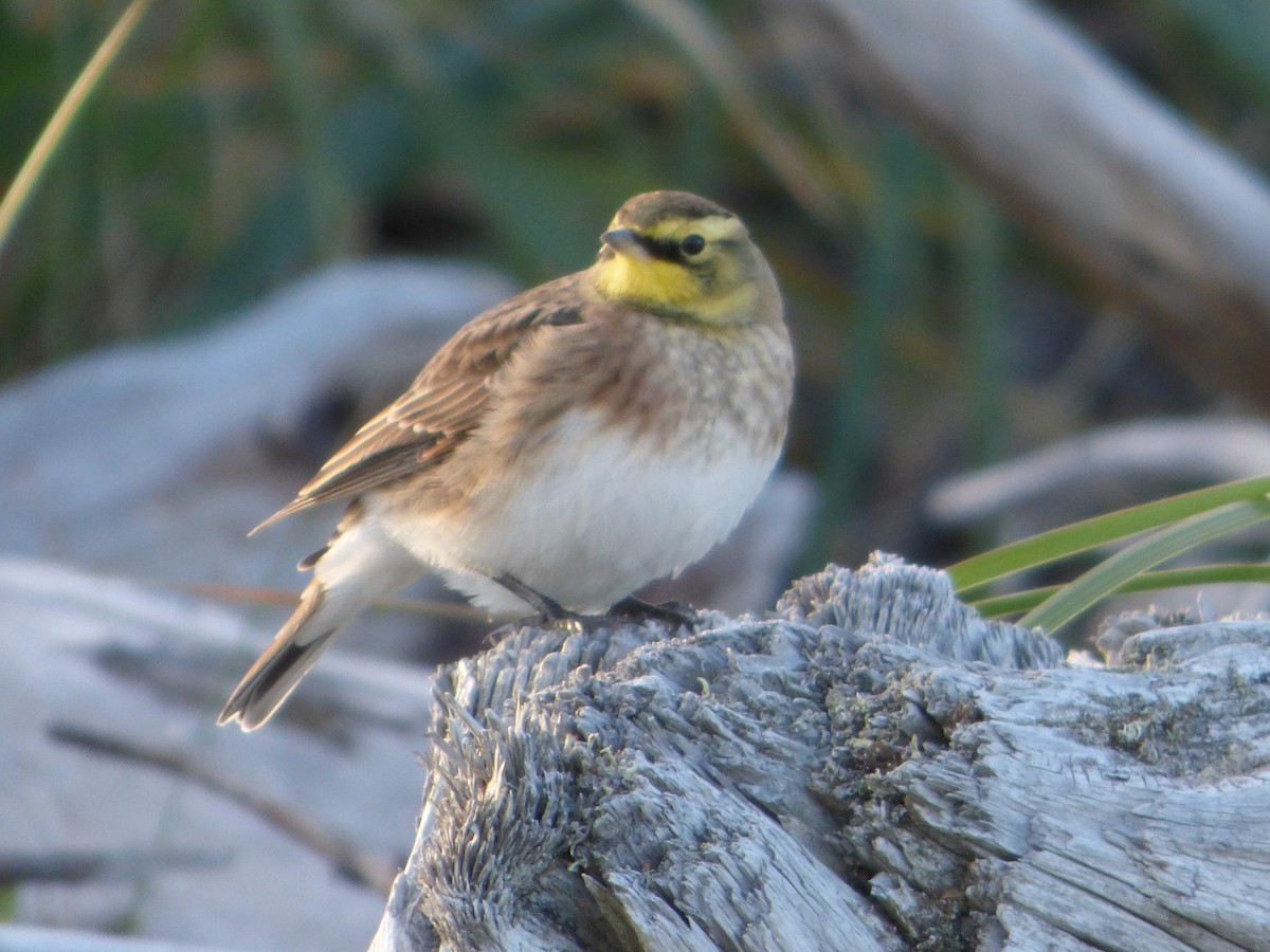 Horned Lark - Marieta Manolova