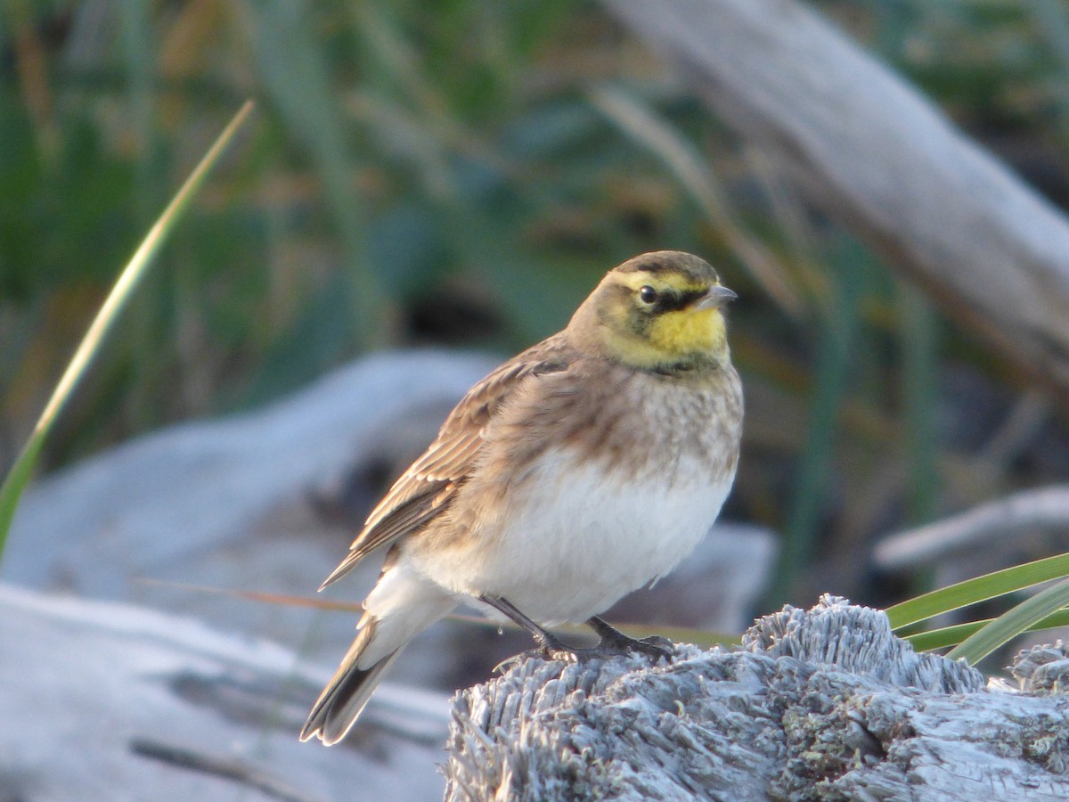 Horned Lark - ML267005401