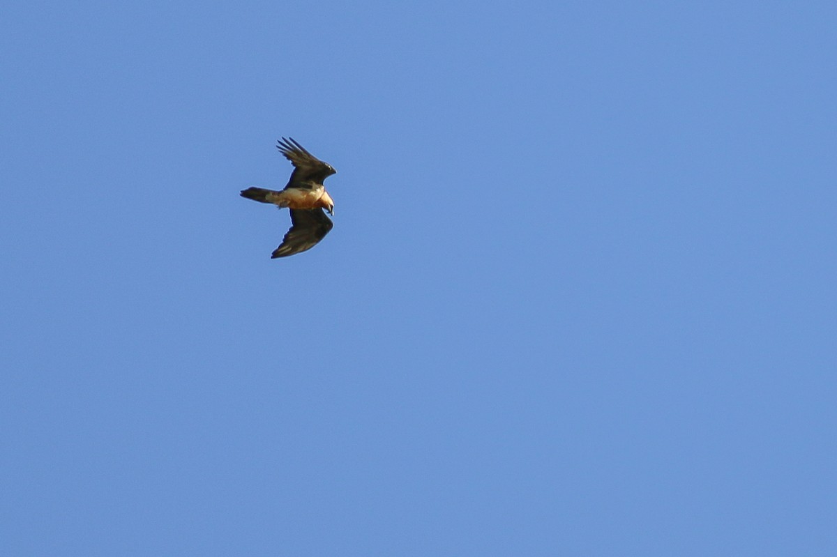 Bearded Vulture - ML267007321