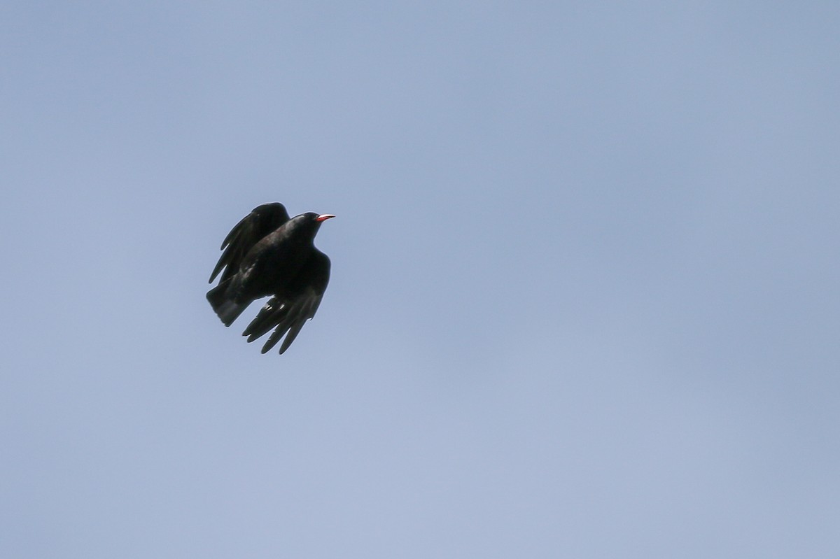Red-billed Chough - ML267007481
