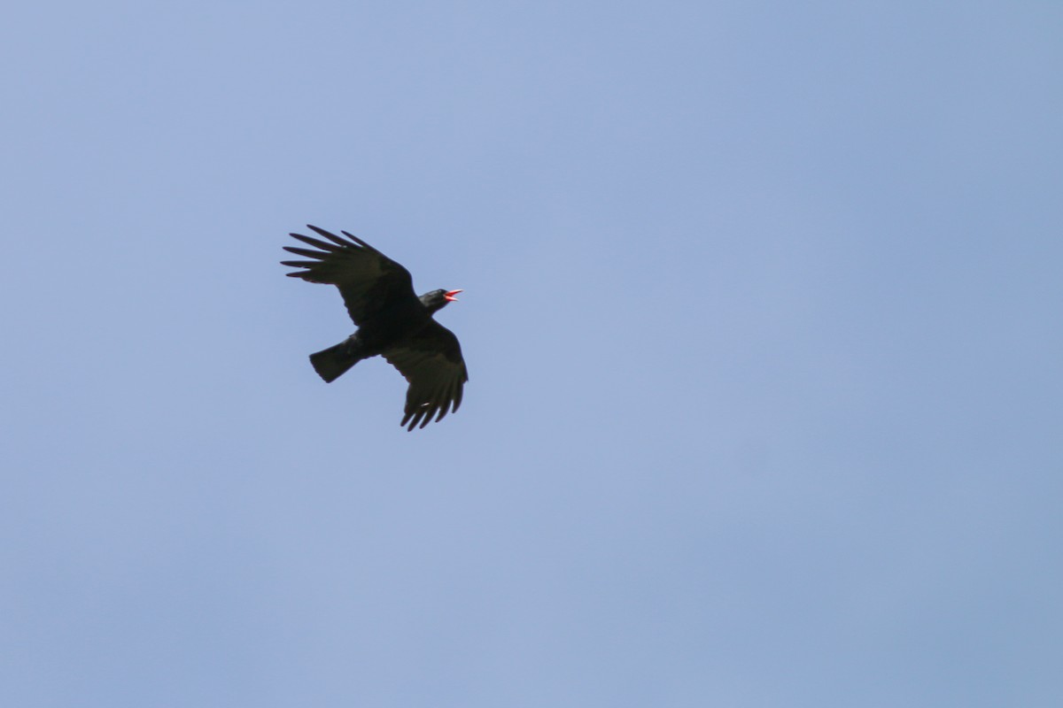 Red-billed Chough - ML267007501