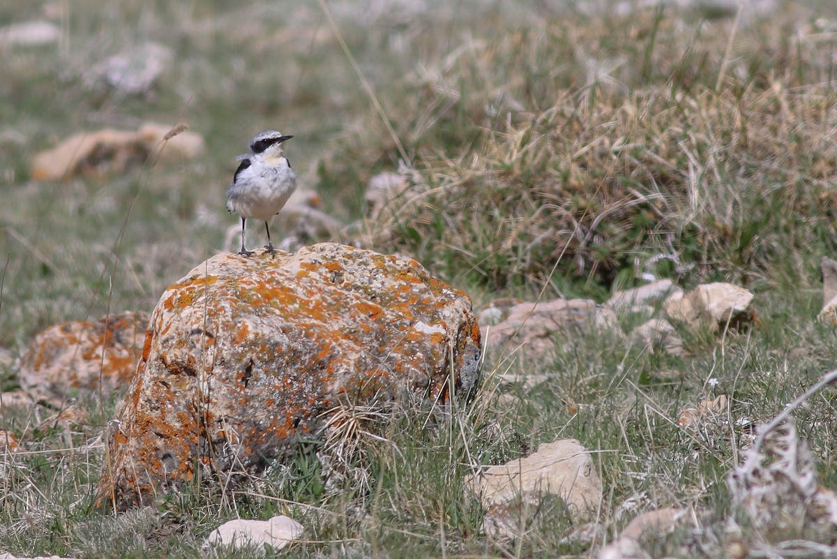 Northern Wheatear - ML267007631