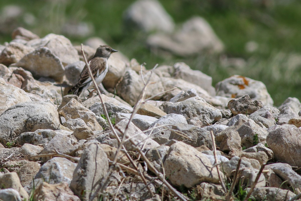 White-winged Snowfinch - ML267007691