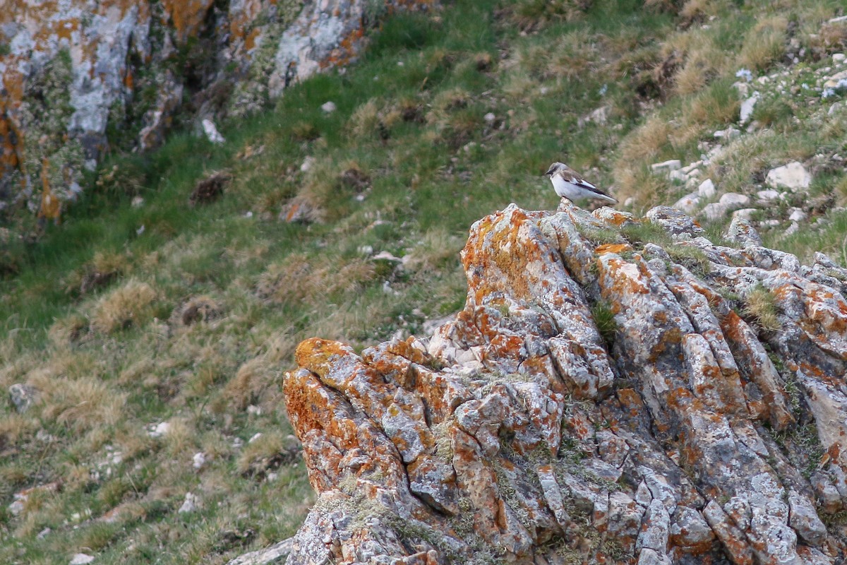 White-winged Snowfinch - Jakub Macháň