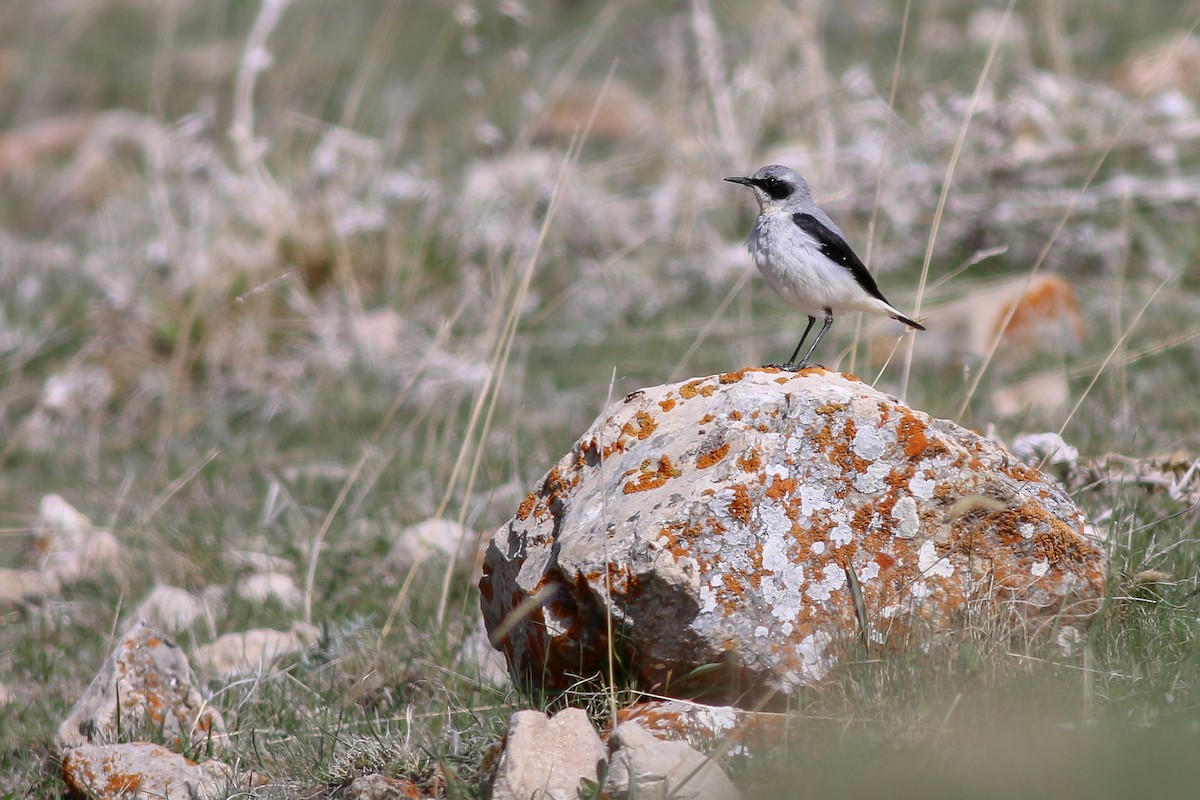 Northern Wheatear - ML267007721