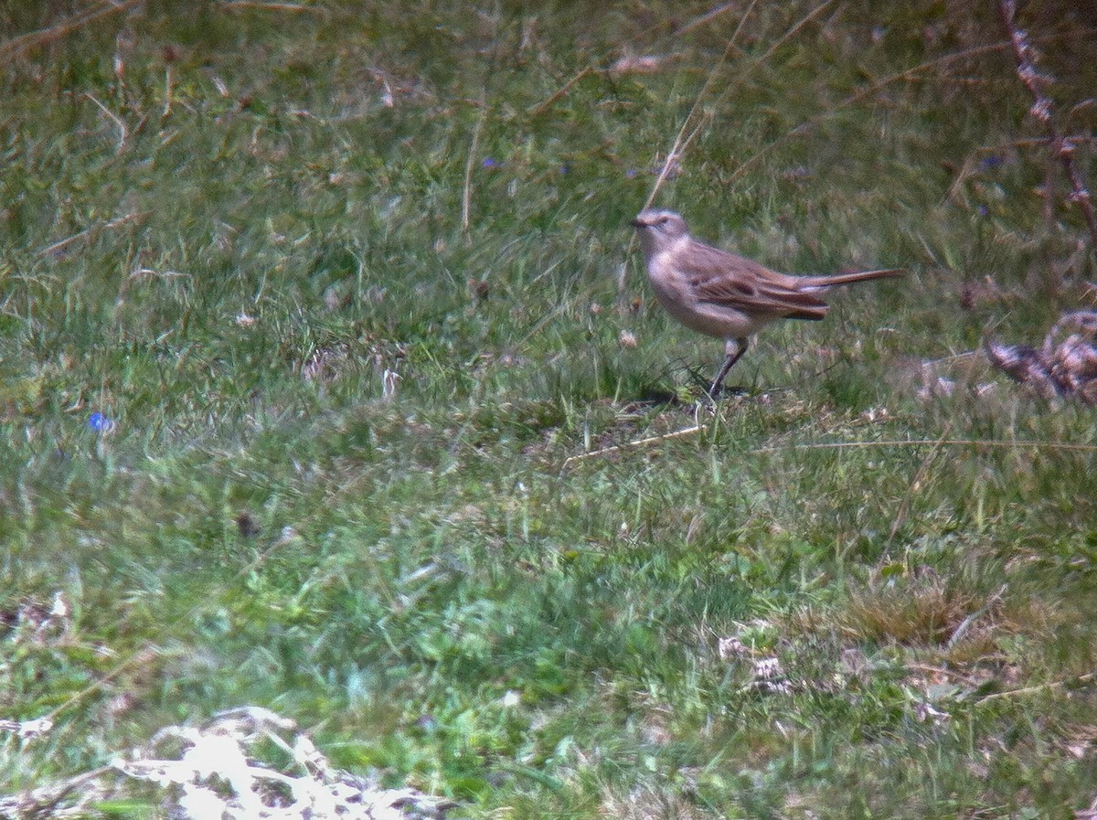 Water Pipit - ML267007751