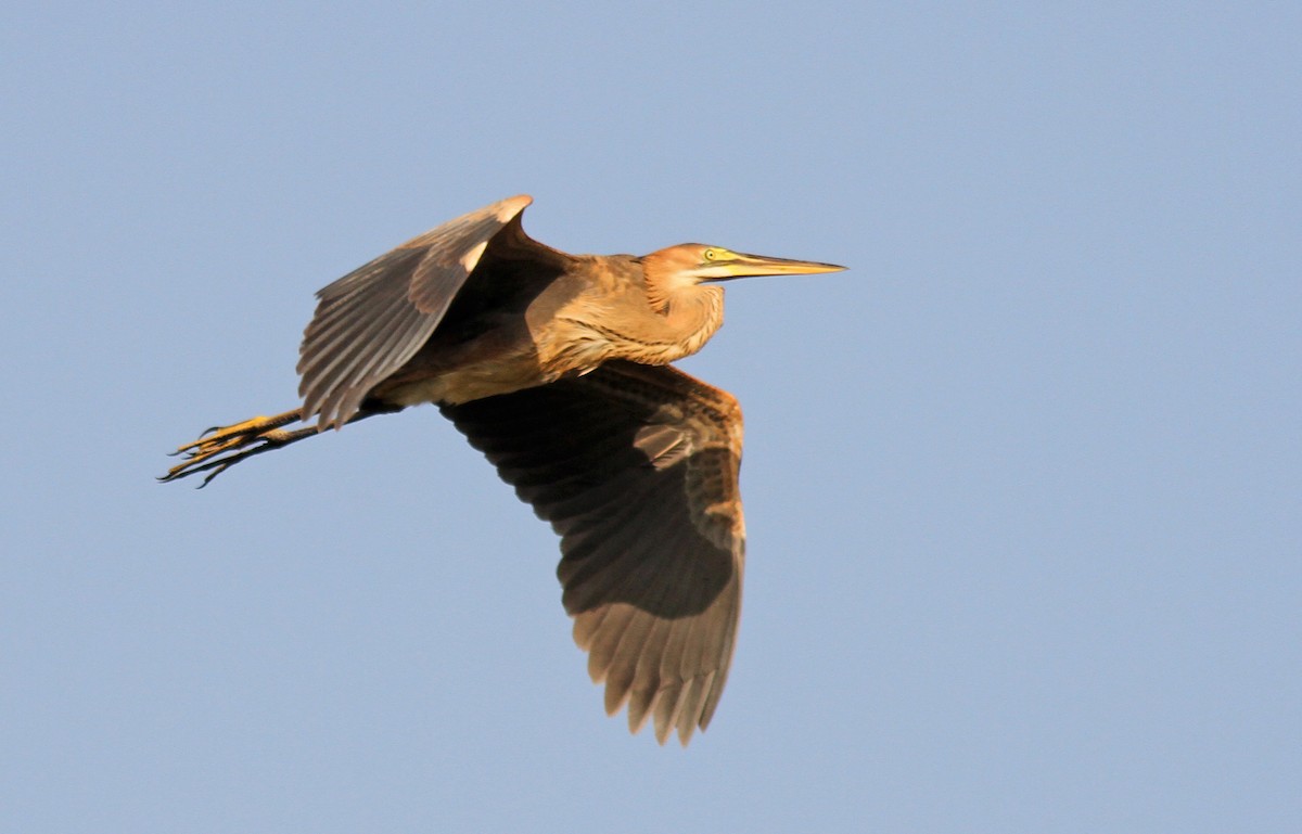 Purple Heron - ML267010921