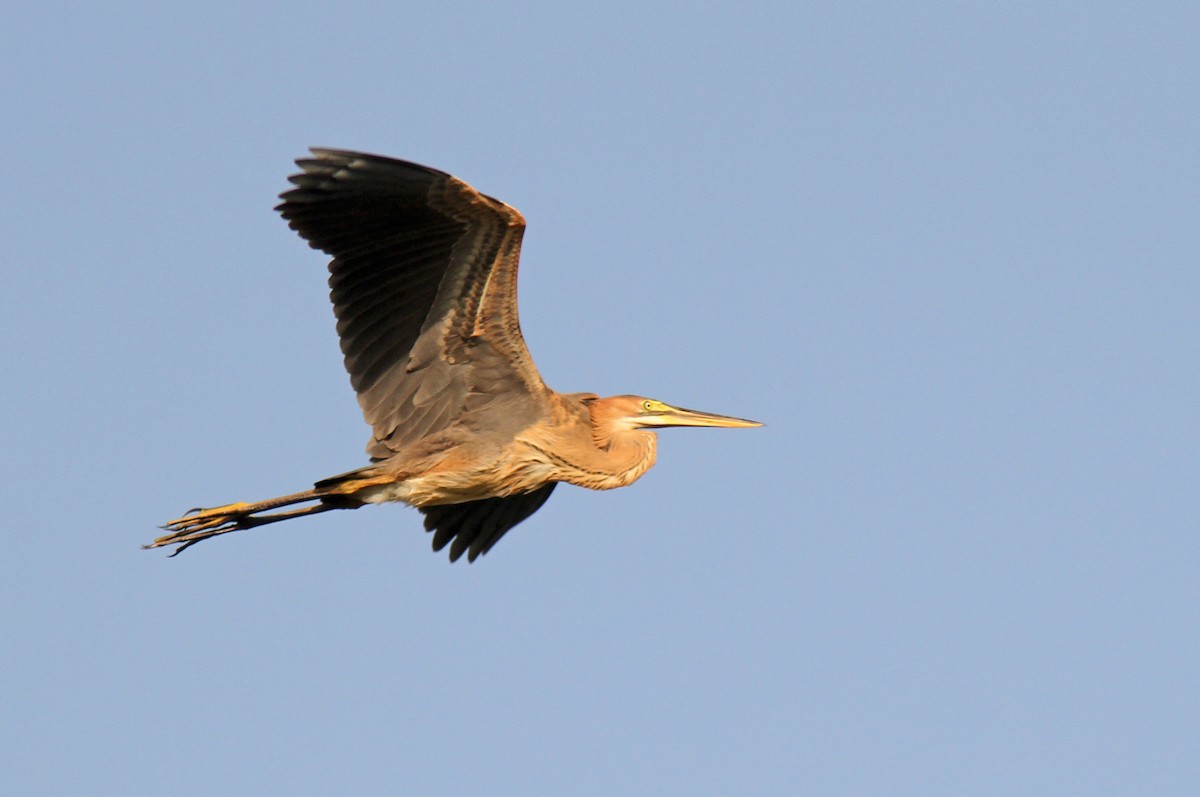 Purple Heron - ML267010931