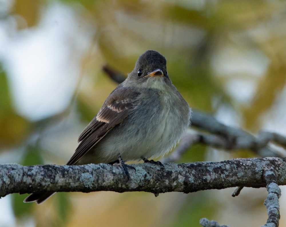 Eastern Wood-Pewee - ML267011231