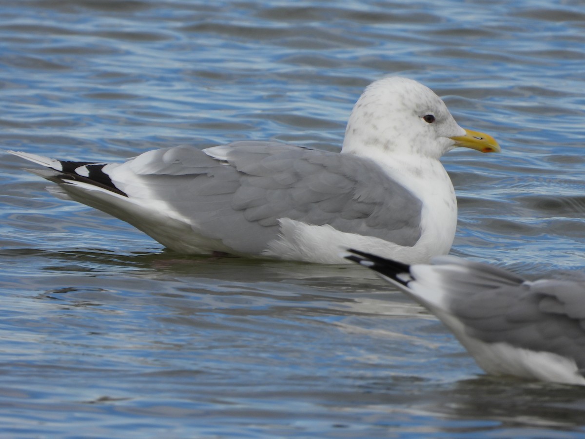 Iceland Gull (Thayer's) - Richard Klauke