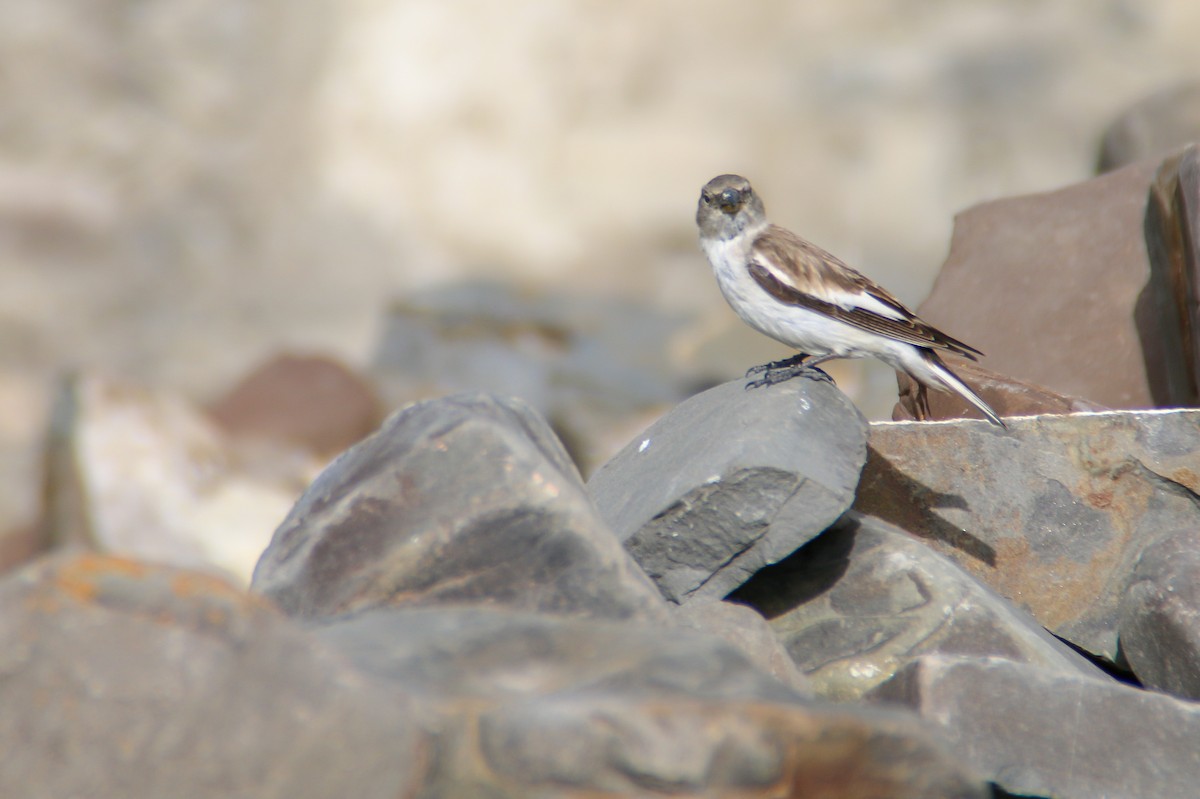 White-winged Snowfinch - ML267012401