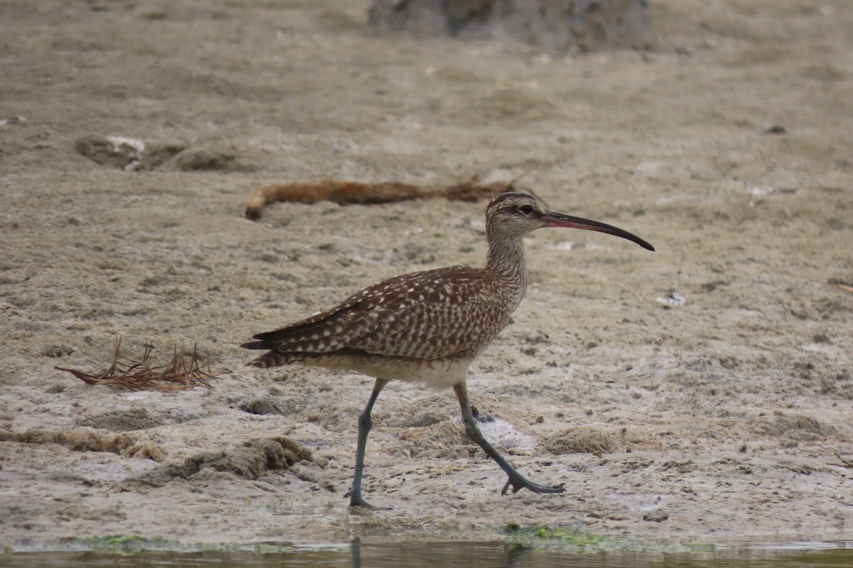 Whimbrel - Rogger Valencia Monroy