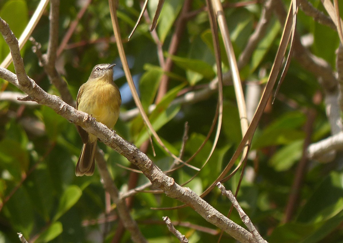 Pale-tipped Tyrannulet - ML267013891