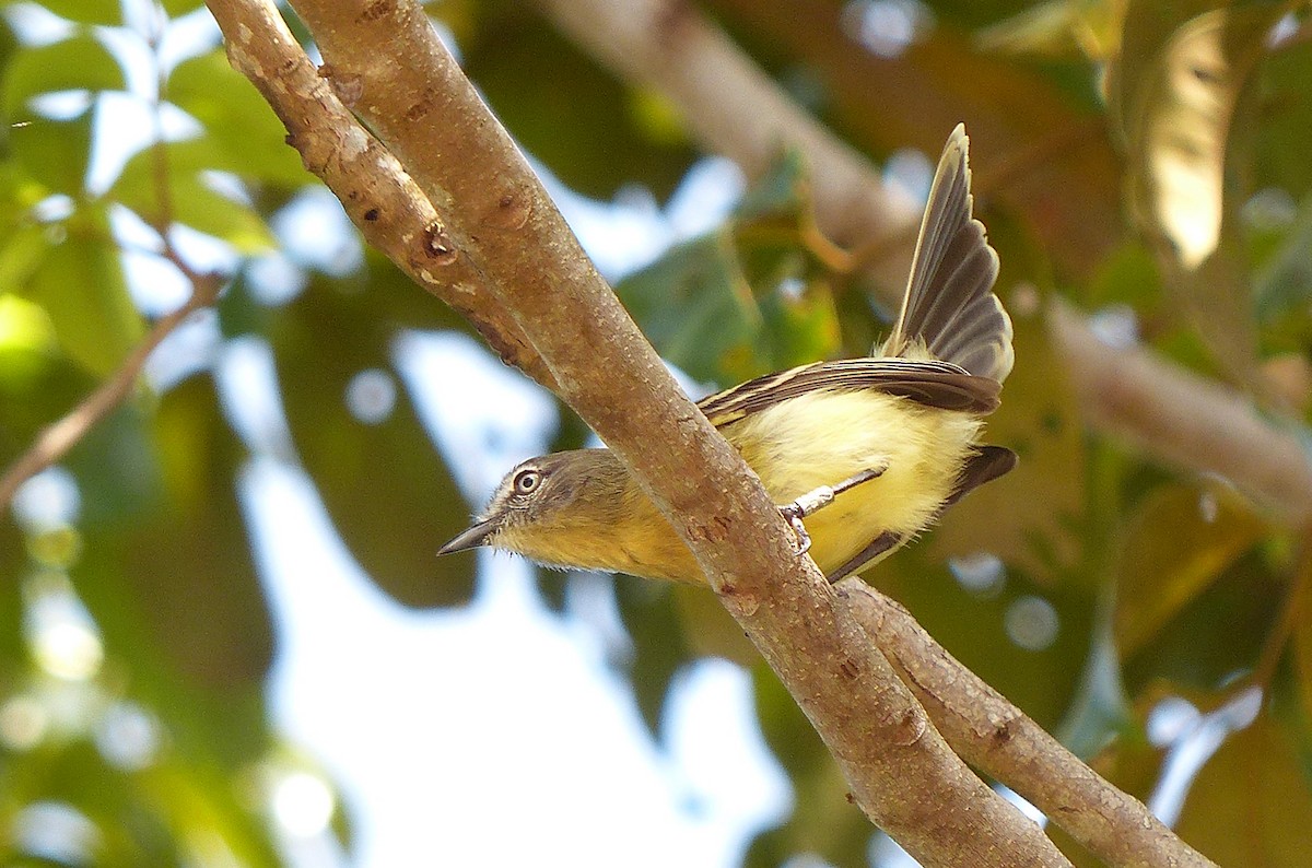 Pale-tipped Tyrannulet - ML267013971