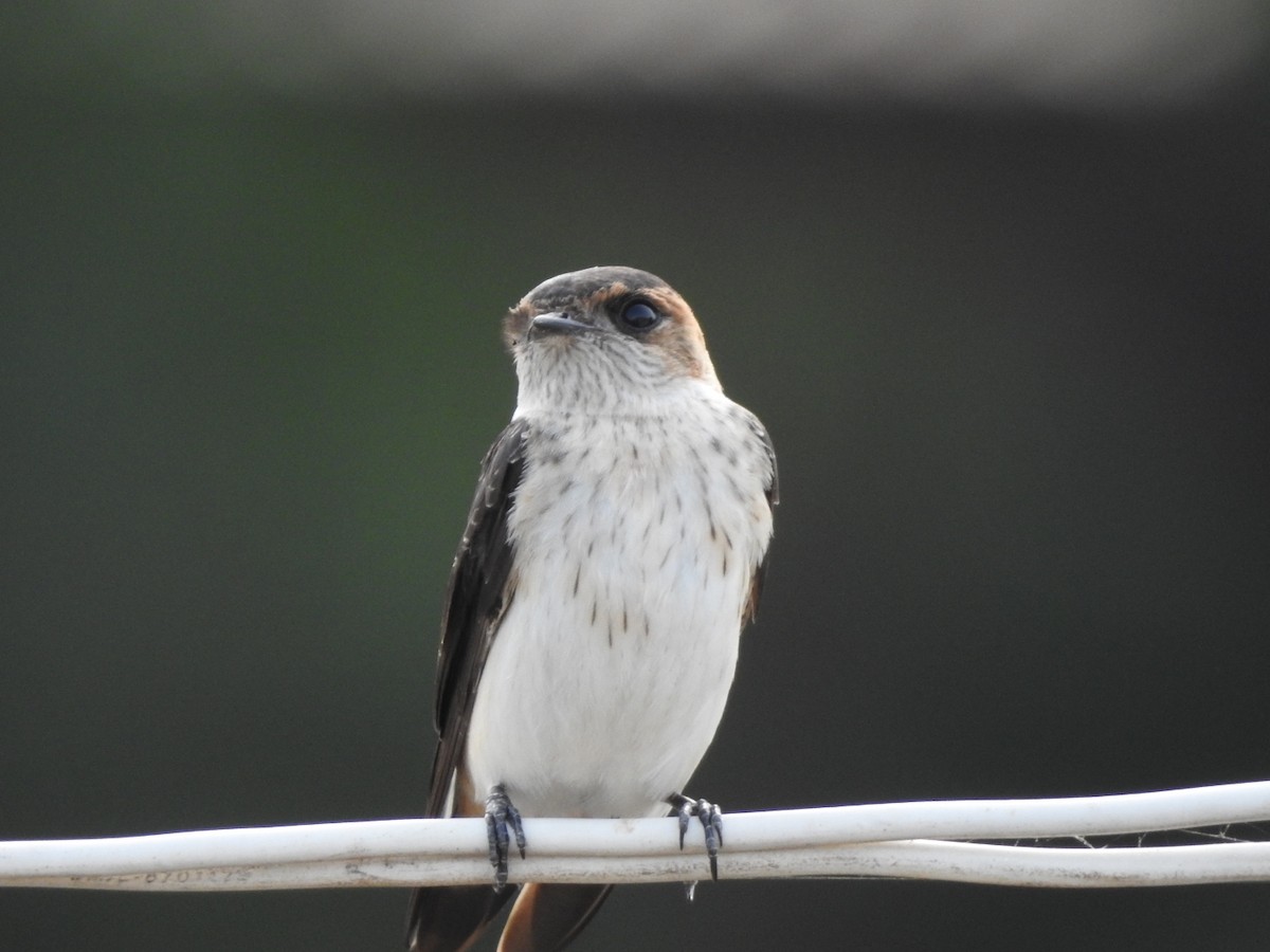 Golondrina Dáurica - ML267014321