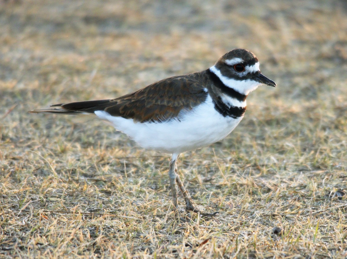 Killdeer - ML267014661