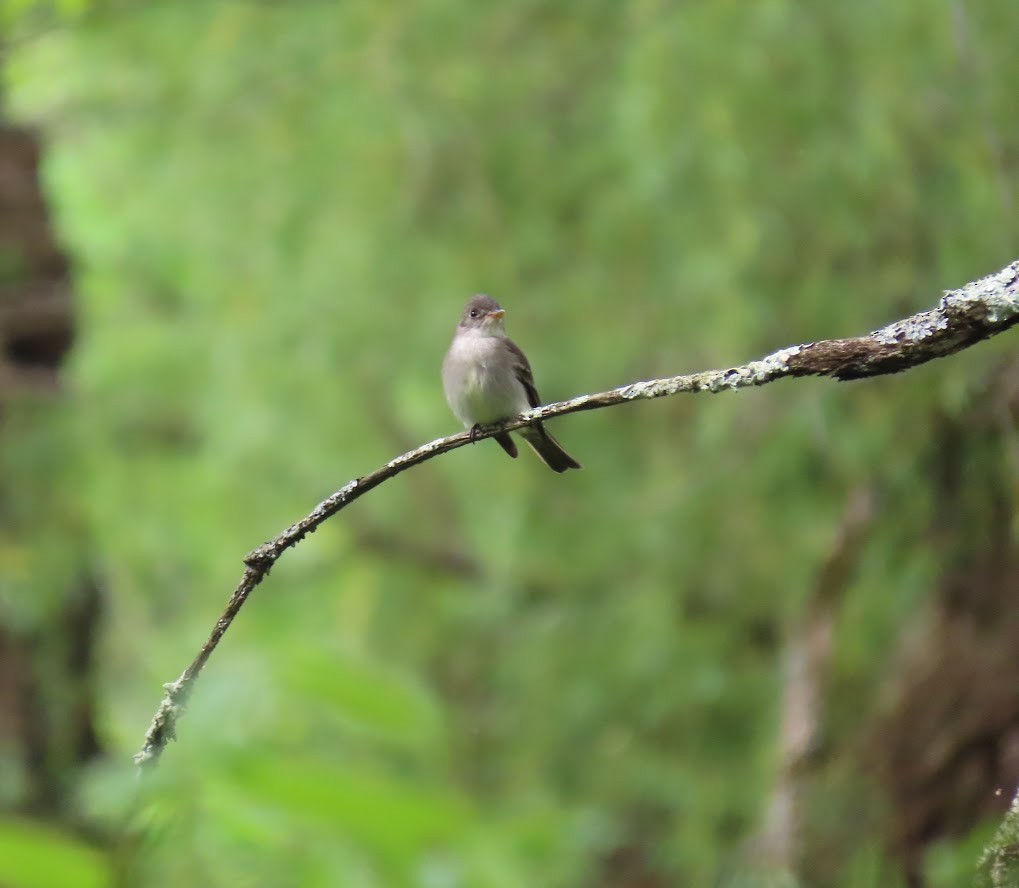 Eastern Wood-Pewee - Cindy Edwardson