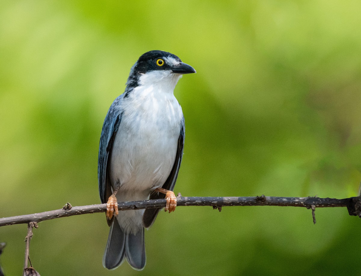 Hooded Tanager - ML267018581