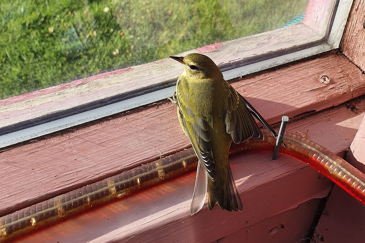 Tennessee Warbler - ML267018631