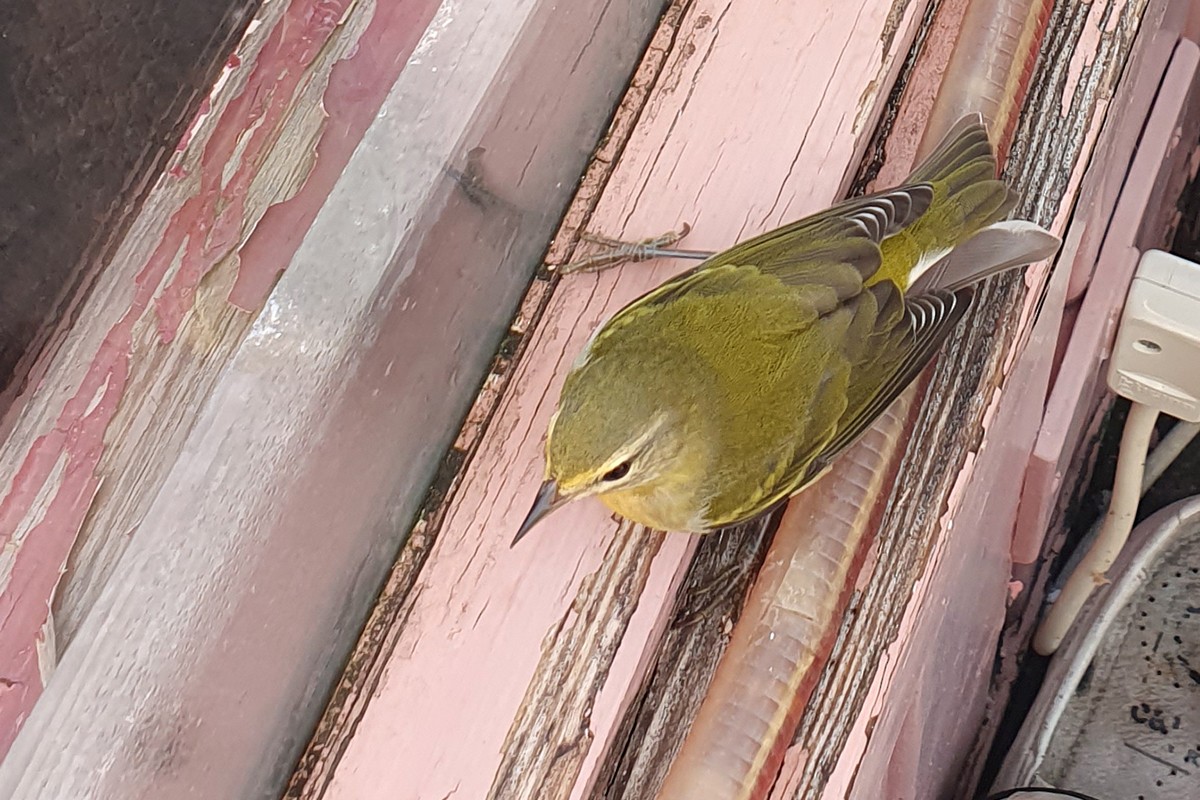 Tennessee Warbler - ML267018641