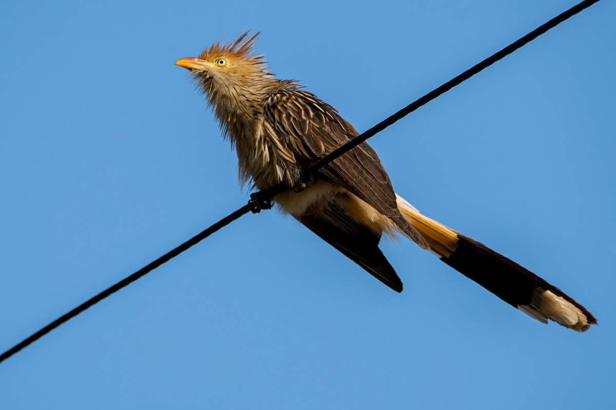 Guira Cuckoo - ML267018831