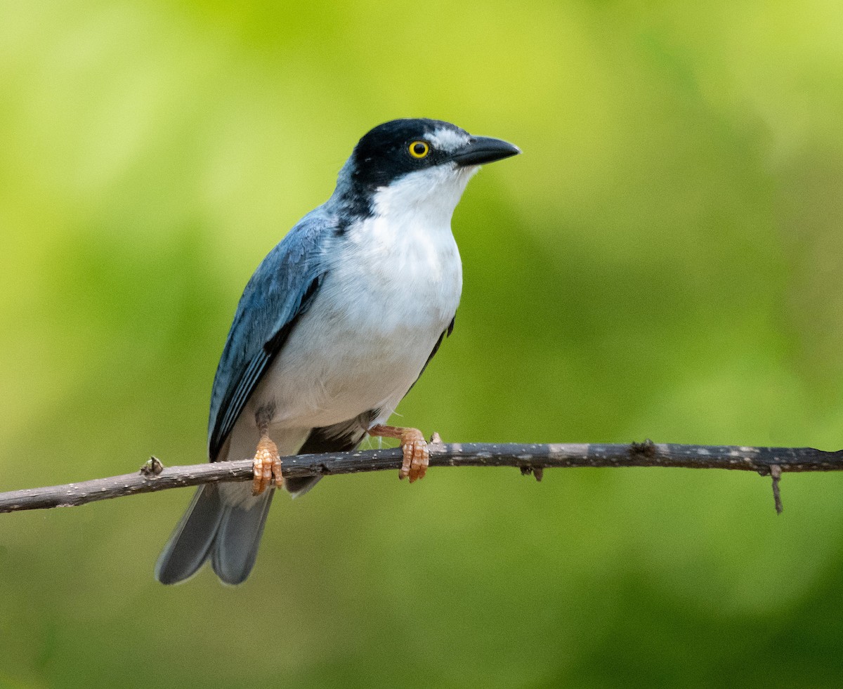 Hooded Tanager - ML267018931