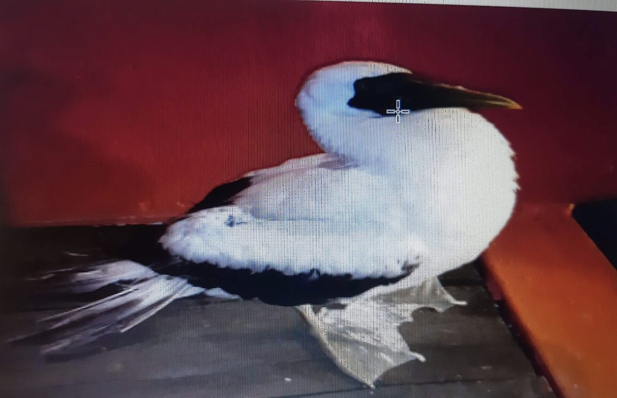 Masked Booby - ML267019461