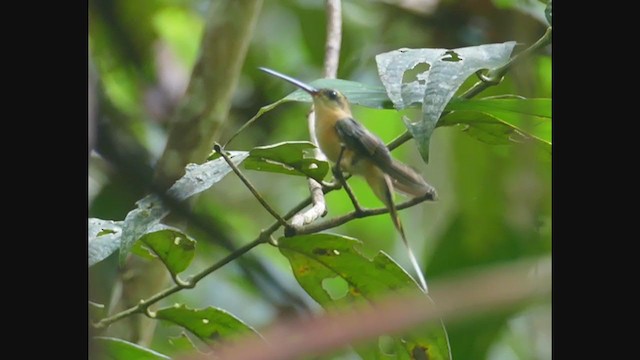 Orangekehl-Schattenkolibri - ML267019491