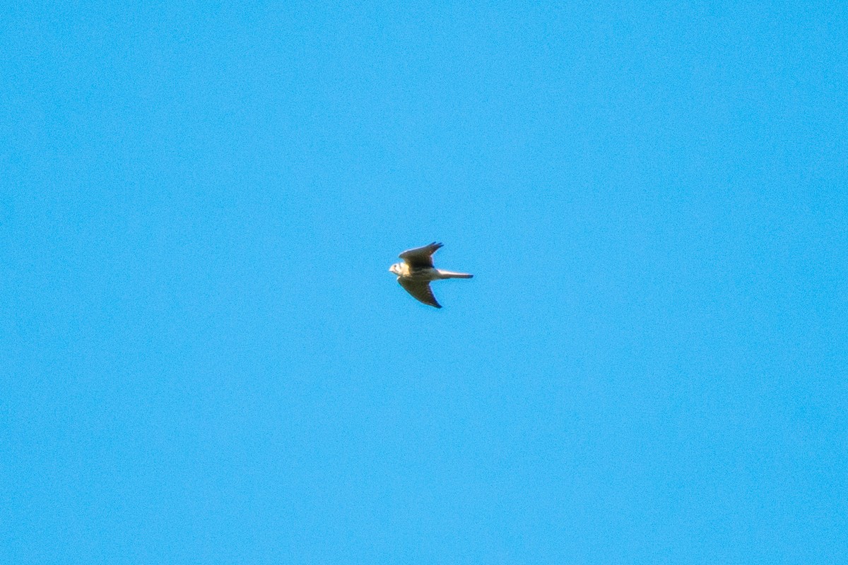 American Kestrel - Stephen Ramirez