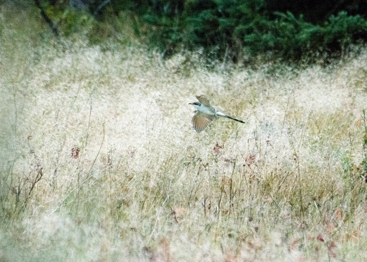 gulnebbgjøk - ML267021651