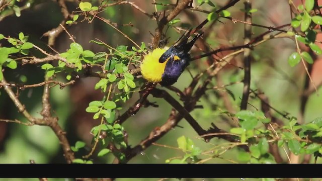 スミレフウキンチョウ - ML267021941