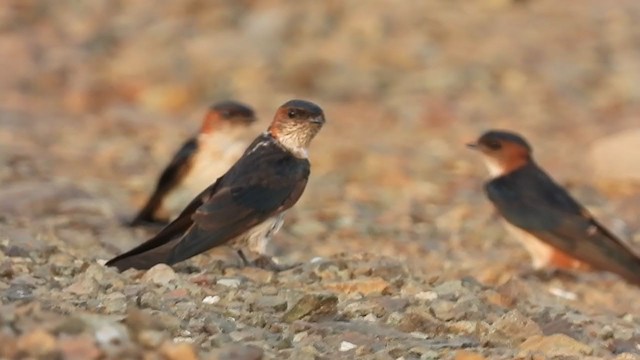 Red-rumped Swallow - ML267026121