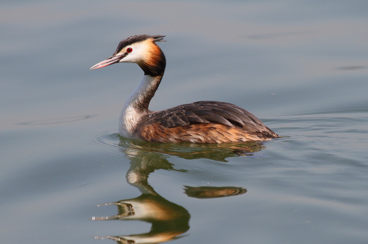 Great Crested Grebe - Patrick J. Blake