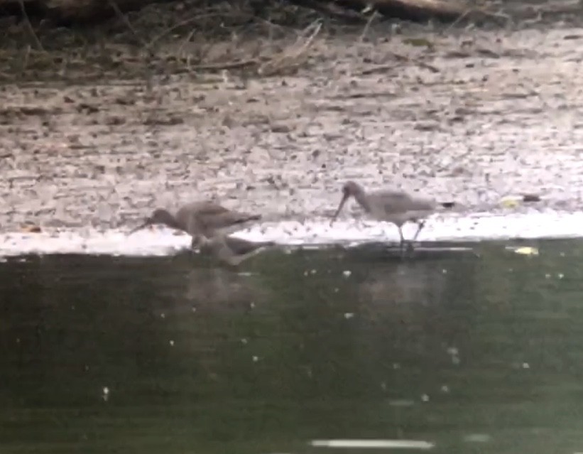 Hudsonian Godwit - Nico Sarbanes