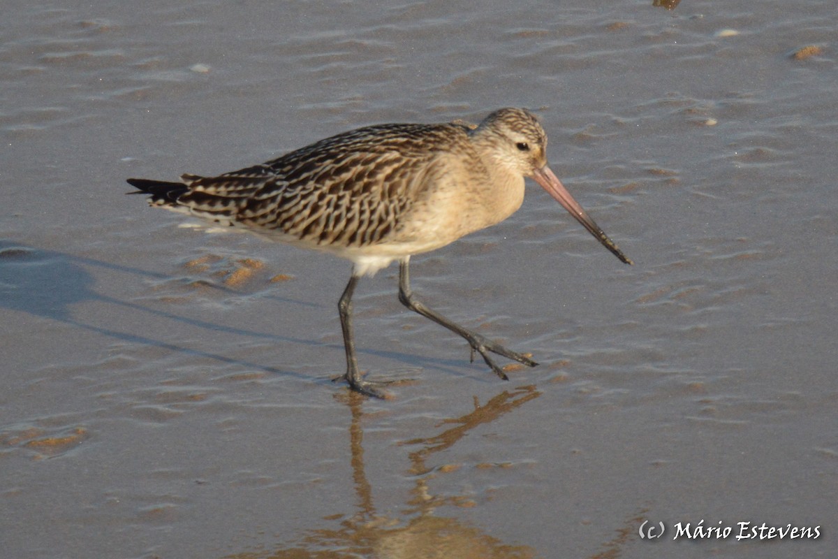 Bar-tailed Godwit - ML267027761