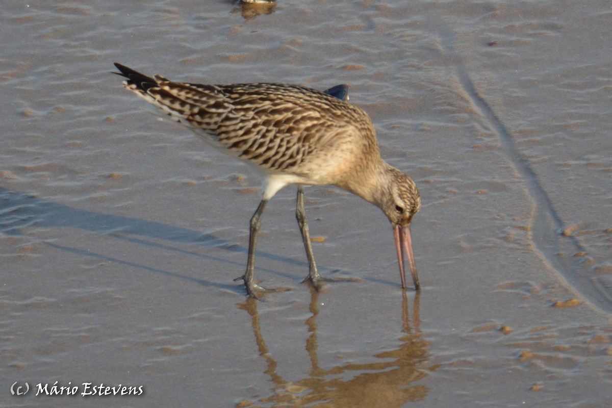 Bar-tailed Godwit - ML267027771