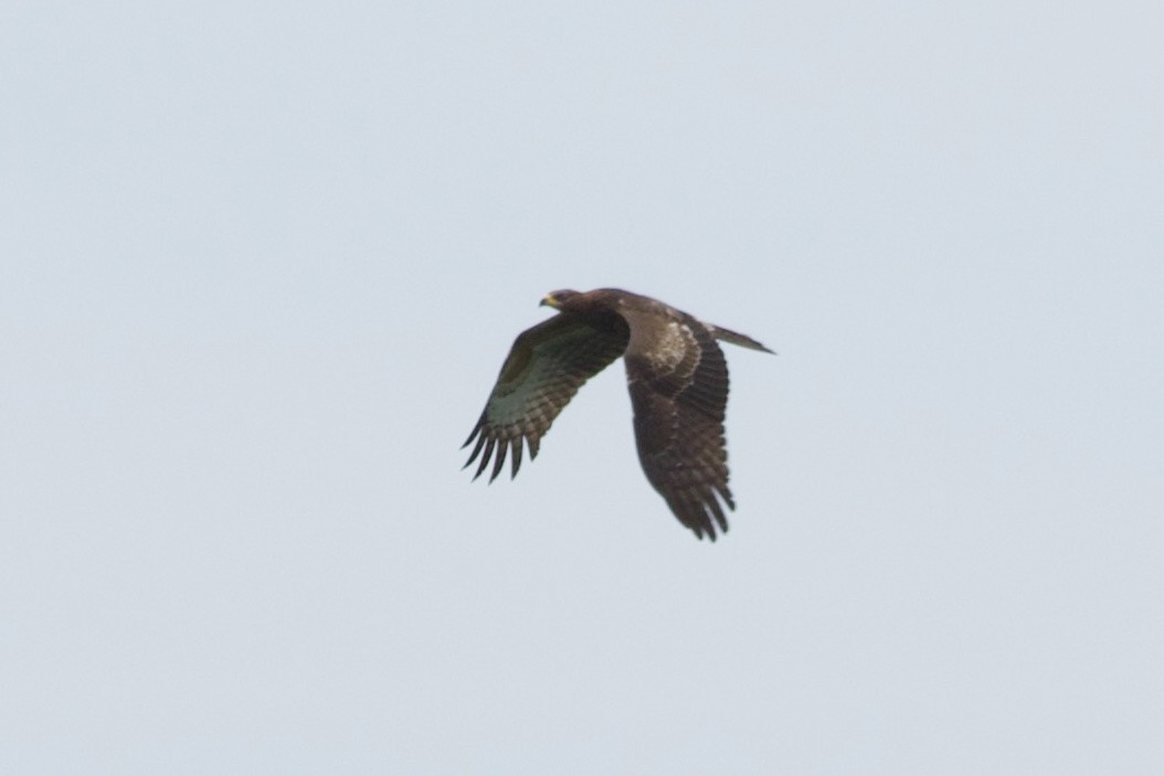 Oriental Honey-buzzard - Prabhanjan Behera