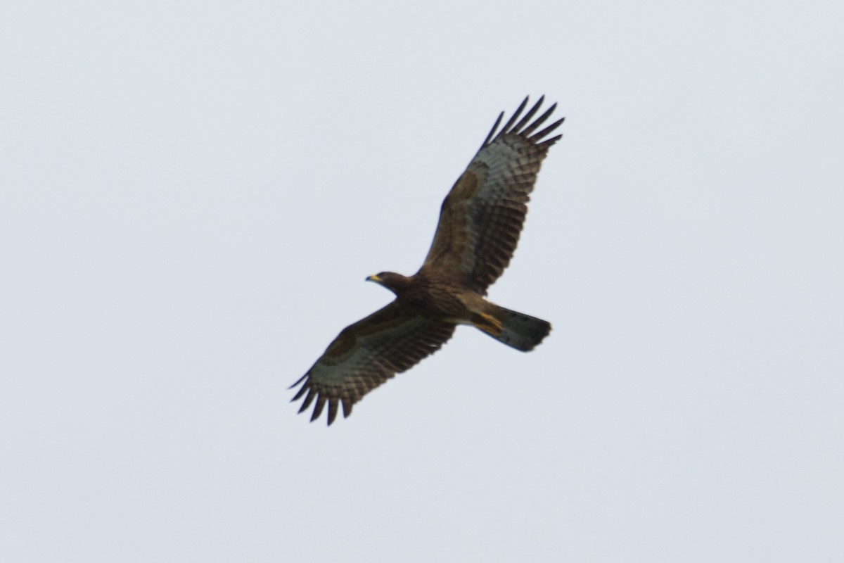 Oriental Honey-buzzard - ML267028001