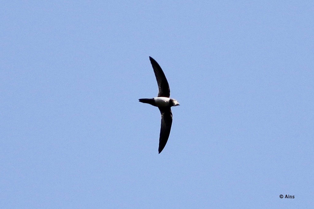 Alpine Swift - ML267028281