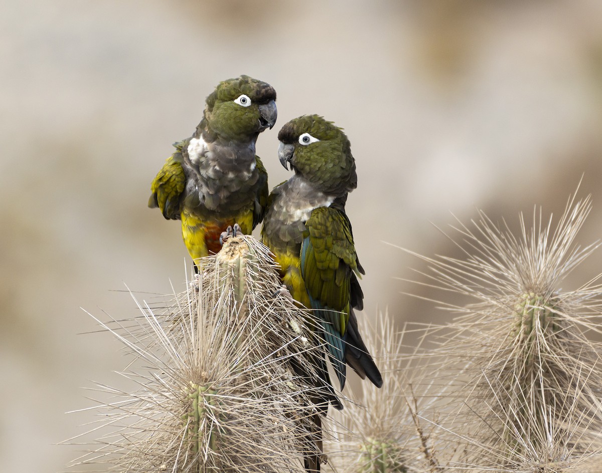 Burrowing Parakeet - Esteban Villanueva O. / Aves Libres Chile